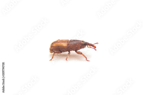 Close up of Rice moth or insect in rice isolate on white background. Macro of  Red flour beetle (Tribolium castaneum) on white background.