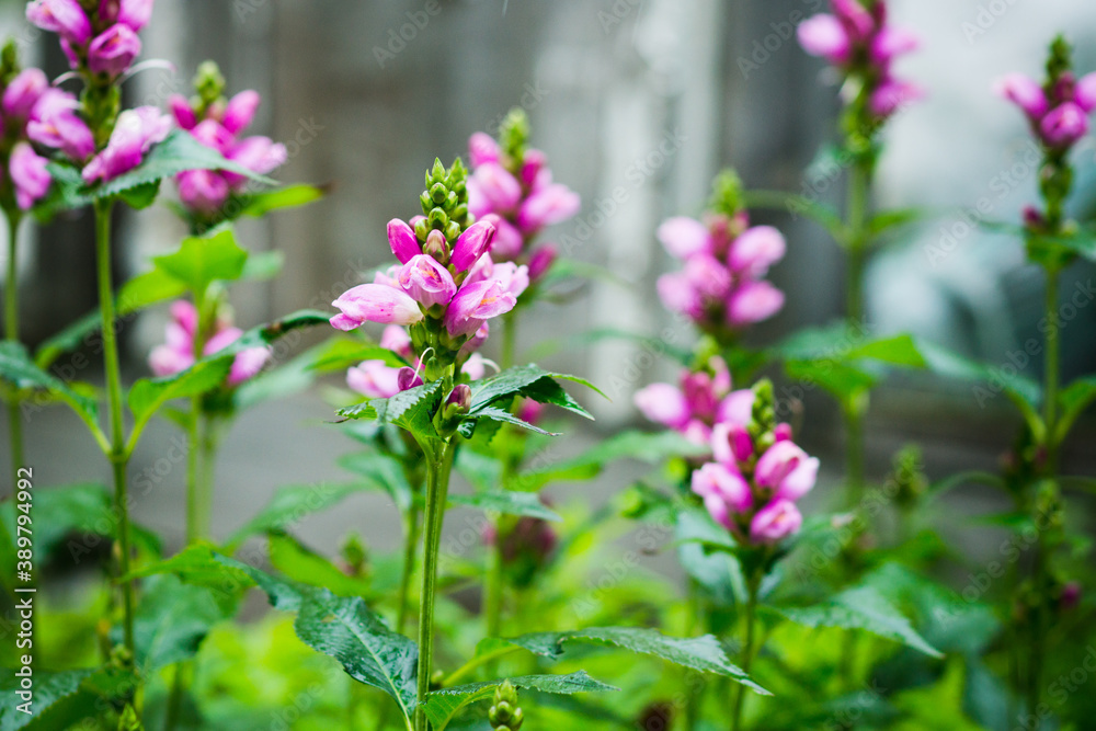 Blooming Chelone obliqua (Rose turtlehead) in the garden. Selective focus.
Blooming Chelone obliqua (Rose turtlehead) in the garden. Selective focus.