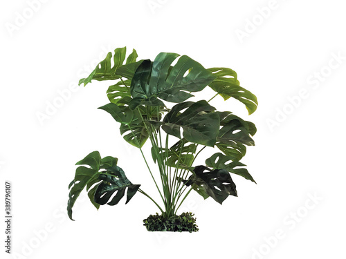 Monstera in white background  plant white background  plant design  and decoration