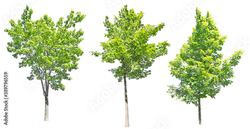 three bright green maples isolated on white