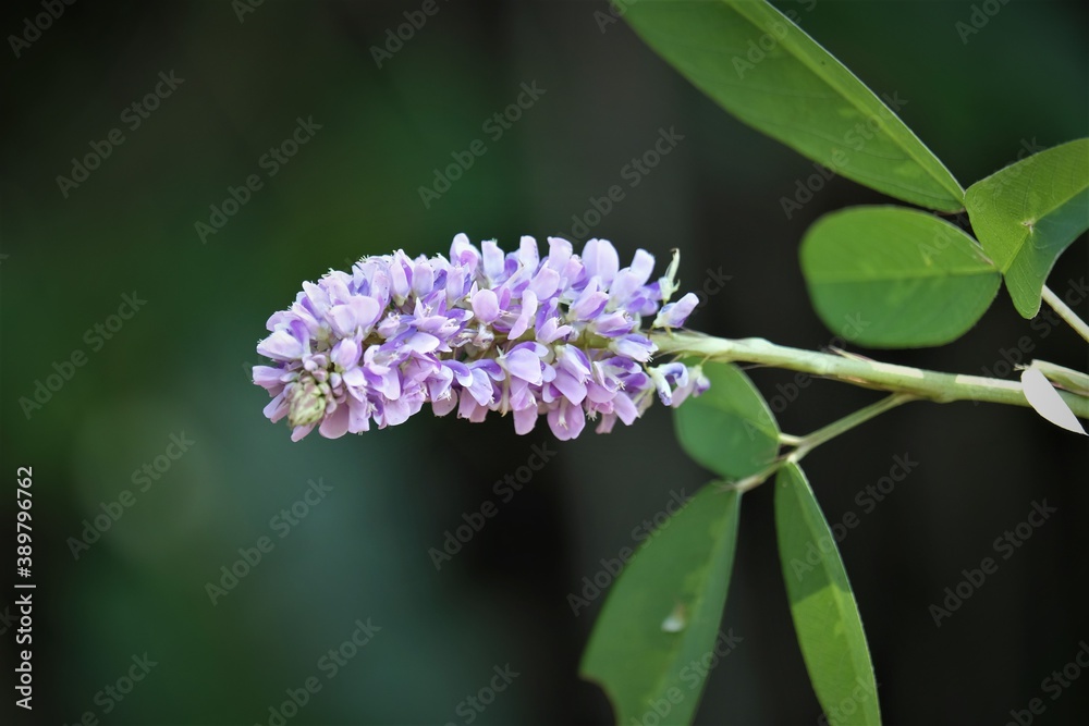 Orbexilum pedunculatum, commonly known as Sampson's snakeroot Orbexilum pedunculatum, commonly known as Sampson's snakeroot