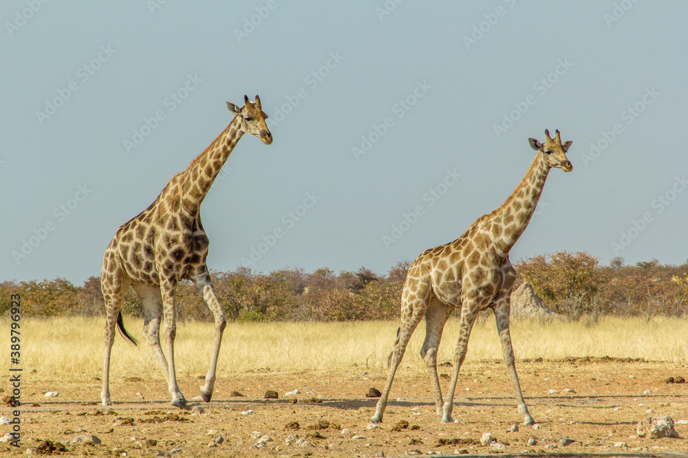 Grupo de jirafas (giraffa camelopardalis) buscando agua en un manatial cerca de Galton Gate, en el Parque Nacional de Etosha, Namibia. Grupo de jirafas (giraffa camelopardalis) buscando agua en un manatial cerca de Galton Gate, en el Parque Nacional de Etosha, Namibia.