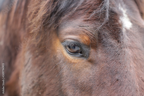 dark brown horse eye closeup