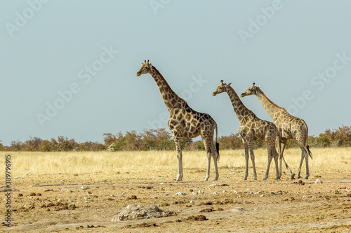 Grupo de jirafas (giraffa camelopardalis) buscando agua en un manatial cerca de Galton Gate, en el Parque Nacional de Etosha, Namibia.