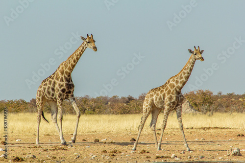 Grupo de jirafas  giraffa camelopardalis  buscando agua en un manatial cerca de Galton Gate  en el Parque Nacional de Etosha  Namibia.