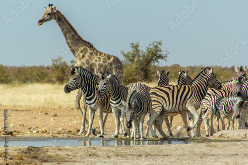 Grupo de cebras cerca de un manantial en primer plano. Tras ellas, una jirafa. Paruqe Nacional de Etosha, Namibia. photo