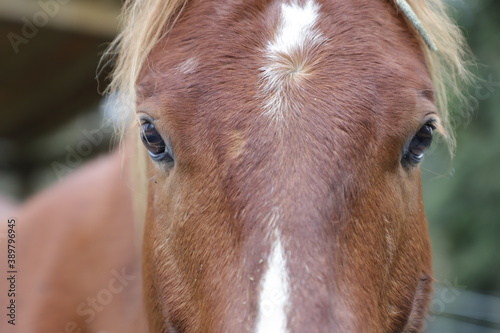 horse face closeup