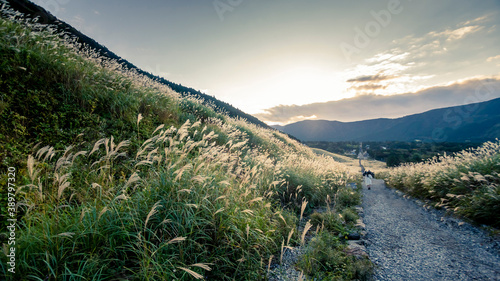 Japanese pampas grass field in Hakone, Japan.
 photo