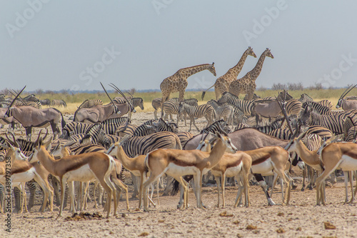 Multitud de animales de diversas especies (cebras, gacelas, oryx y jirafas) en el abrevadero de ozonjuitji m'bari, en el Parque Nacional de Etosha durante la estación seca.