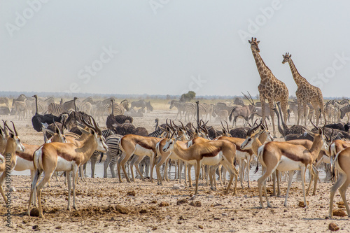 Gruo de numerosos animales de diferentes especies reunidos cerca del pozo de ozonjuitji m'bari en el Parque Nacional de Etosha, en Namibia durante la época seca, los animales se reúnen cerca del agua.