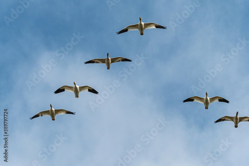 a flock of beautiful snow geese flew over head under cloudy blue sky