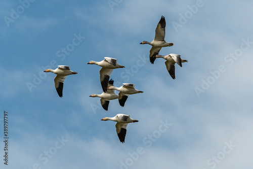 a flock of snow geese flew over under cloudy blue sky 