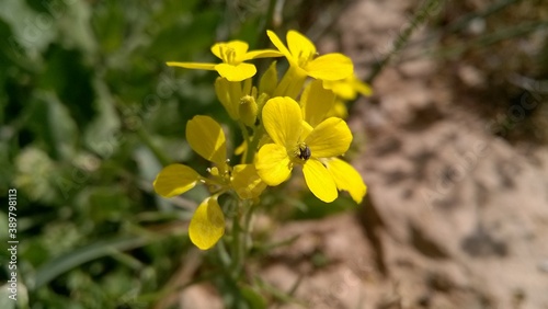 yellow flowers