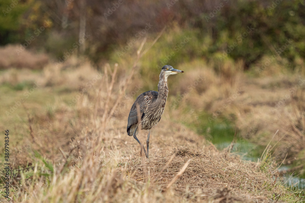 one great blue heron walking on the grassland filled with tall brown grasses on an overcast day