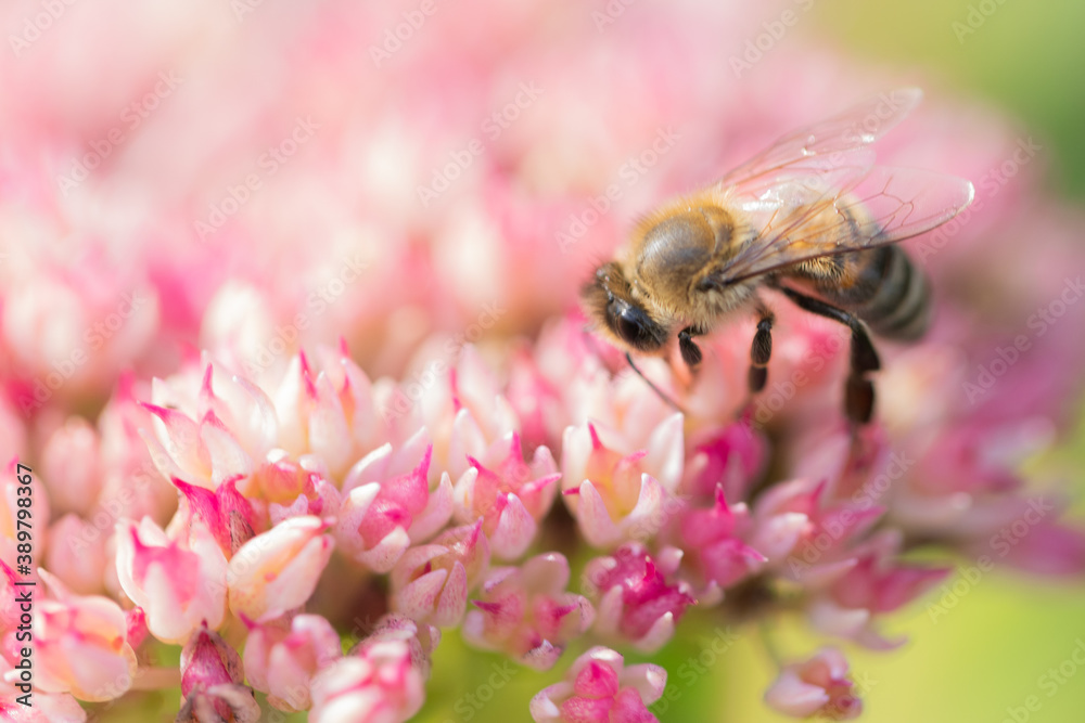 Honey bees collect pollen Spiraea flower. Macro shot. Honey bees collect pollen Spiraea flower. Macro shot.