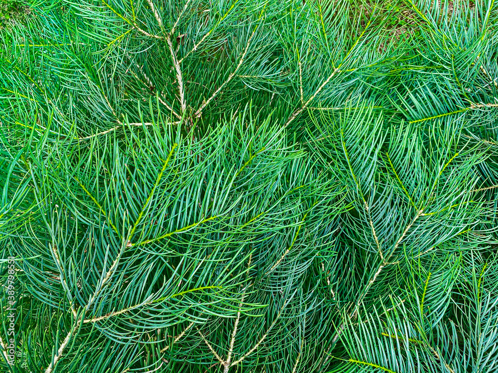 brightly green prickly branches of fir-tree or pine. christmas background brightly green prickly branches of fir-tree or pine. christmas background