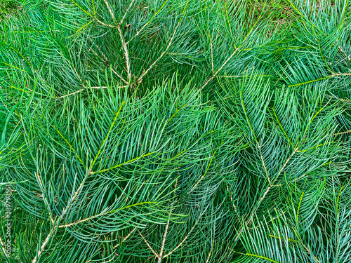 brightly green prickly branches of fir-tree or pine. christmas background
