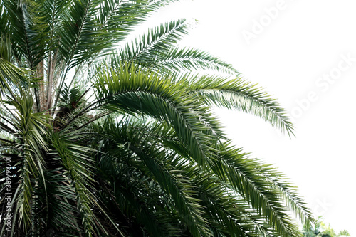 Palm leaves with the sky.