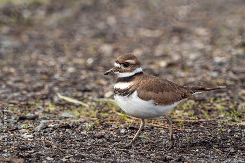 one beautiful killdeer bird walking on the soil on the farm searching for its meal