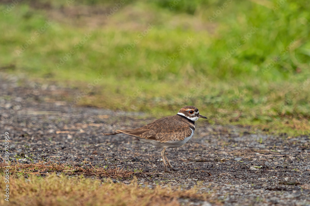 one cute killdeer bird walking on the gravel road near the farm one cute killdeer bird walking on the gravel road near the farm