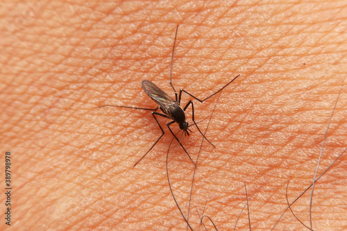 Striped mosquitoes are eating blood on human skin. Mosquitoes are carriers of dengue fever and malaria.