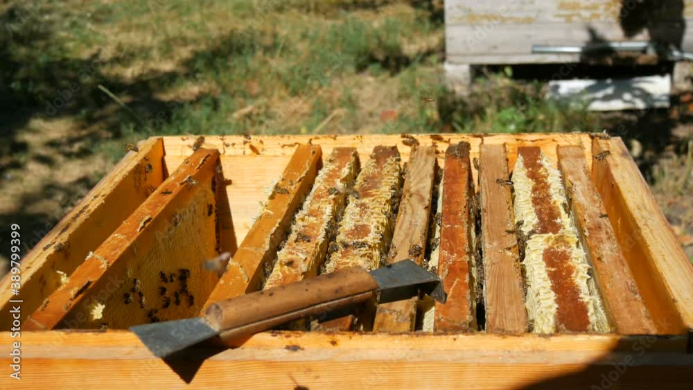 The man hands of the beekeeper take out a frame with honeycombs with future honey and bees from the hive. Honey production. The man hands of the beekeeper take out a frame with honeycombs with future honey and bees from the hive. Honey production.