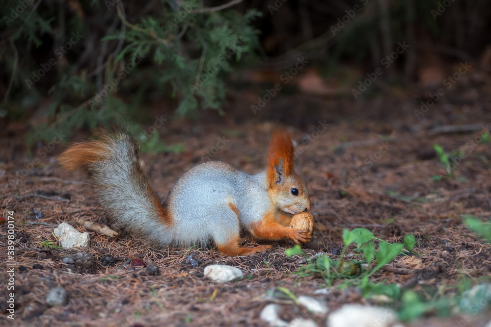 Cute squirrel eating nuts in the Park. Squirrel with fluffy tail close-up holding a nut, blurred background.