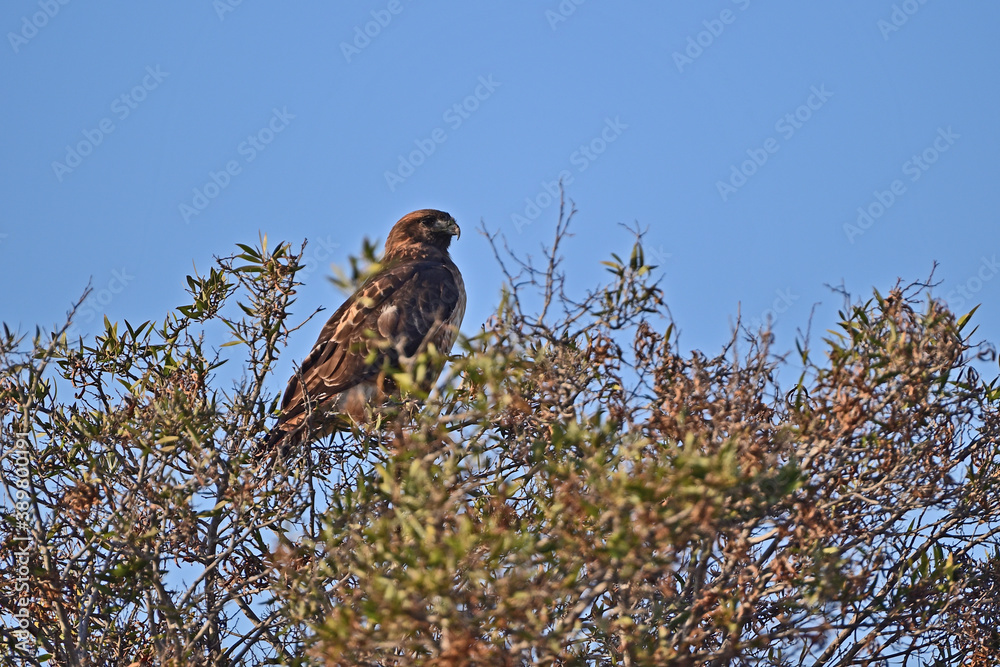 Cooper's Hawk resting on a Tree Top
