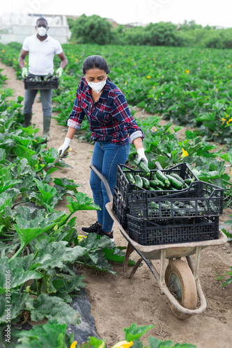 Group of farm workers in protective face masks gathering zucchini crop on vegetable plantation. Concept of new life reality and social distancing in coronavirus pandemic