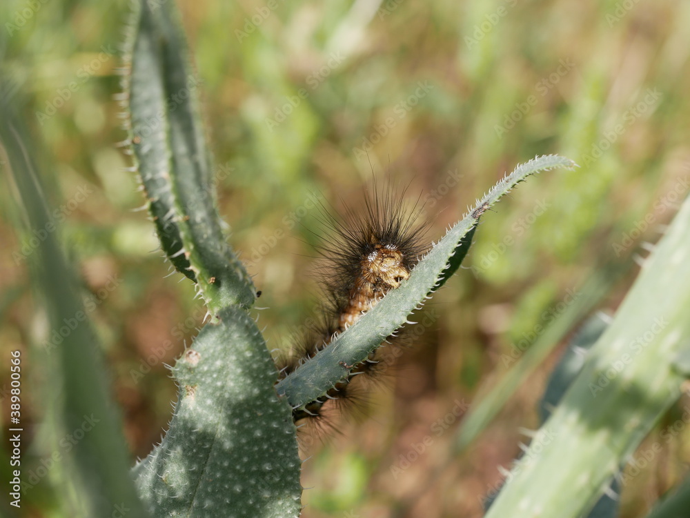 Naklejka premium A brown shaggy caterpillar with long hairs crawls on a green leaf on a Sunny summer day. Agricultural pests on the farm.
