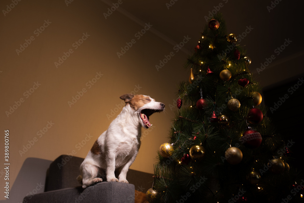 dog at the Christmas tree. Jack russell terrier in new year's decorations at home dog at the Christmas tree. Jack russell terrier in new year's decorations at home