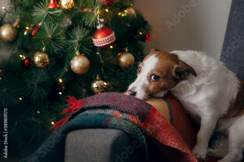 dog at the Christmas tree. Jack russell terrier in new year's decorations at home