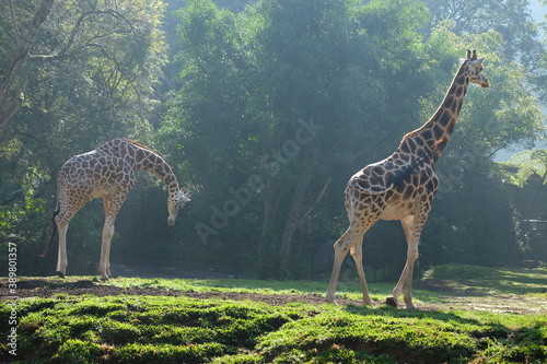 giraffe in the savannah