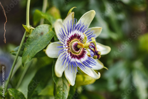 Fotografie Purple exotic passiflora flower with green leaves