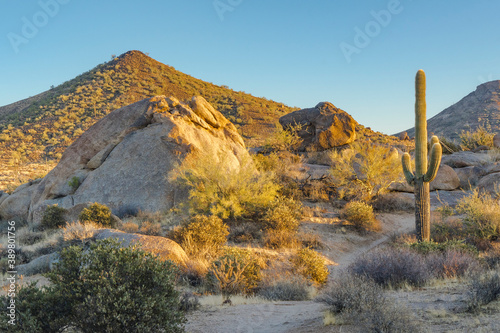 A desert scene in the Sonoran desert of Arizona