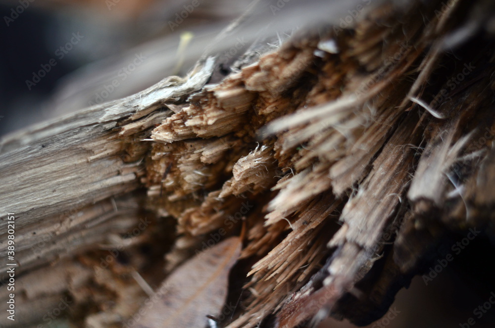 Photo of broken tree branch wood