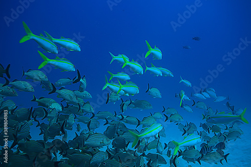 school of fish underwater photo, Gulf of Mexico, Cancun, bio fishing resources