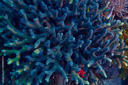 coral reef macro / texture, abstract marine ecosystem background on a coral reef photo