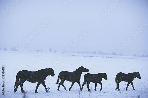 abstract blurred winter background, horses in a snowy field landscape, snow on a farm