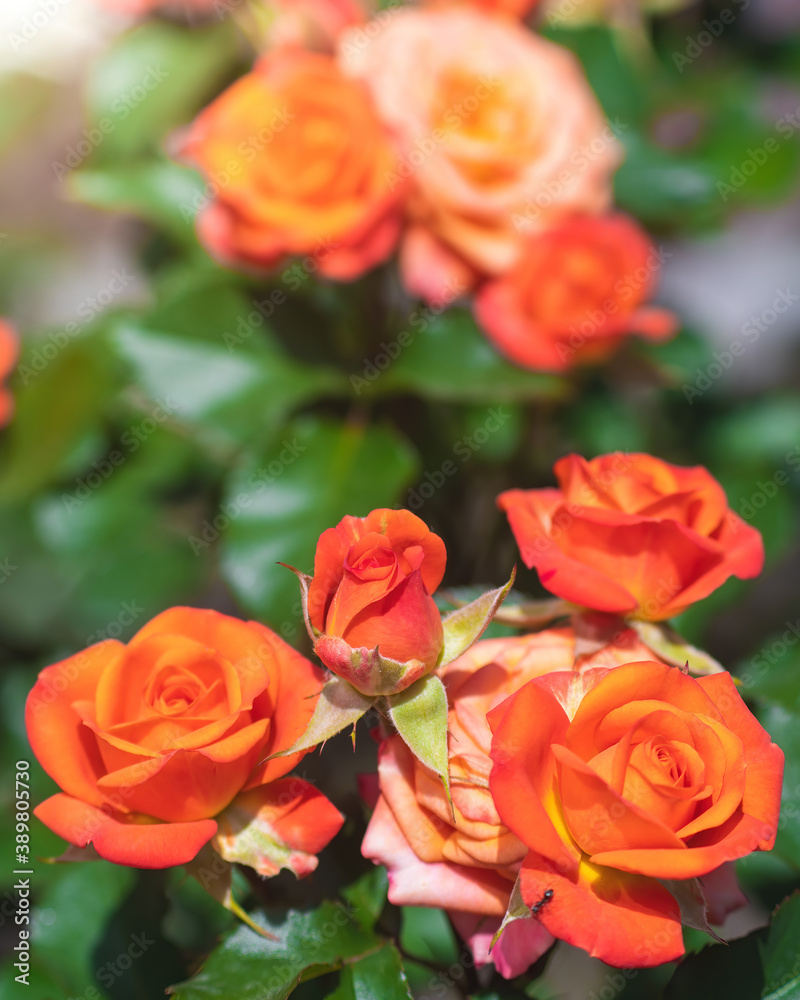 Orange rose flower on a green blur background.
