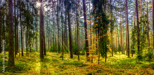 Fototapeta Naklejka Na Ścianę i Meble -  panorama jesiennego lasu