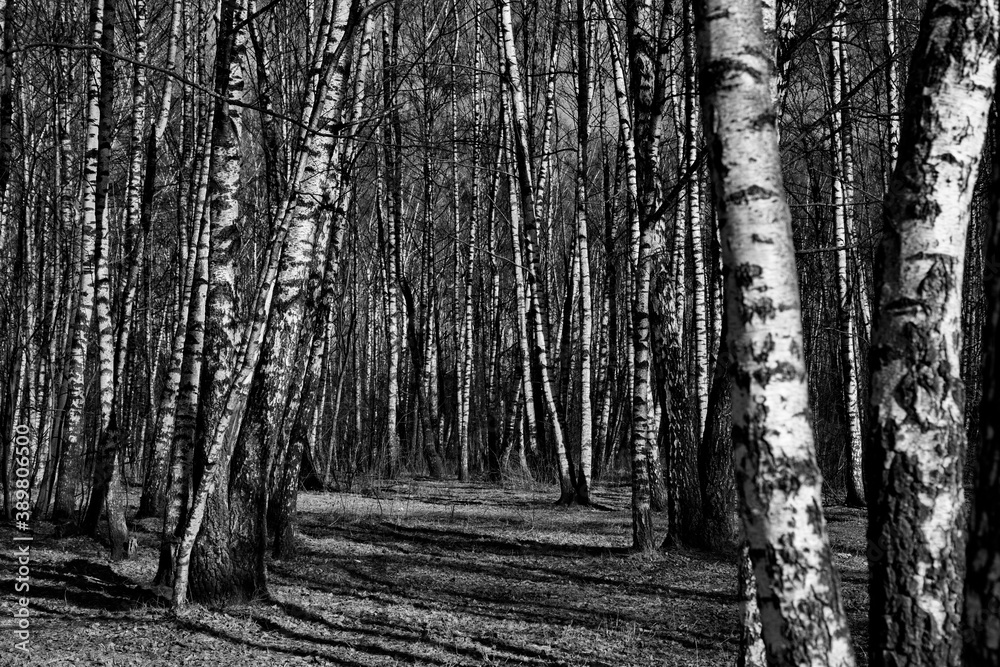 Fototapeta premium Early spring in the city park.