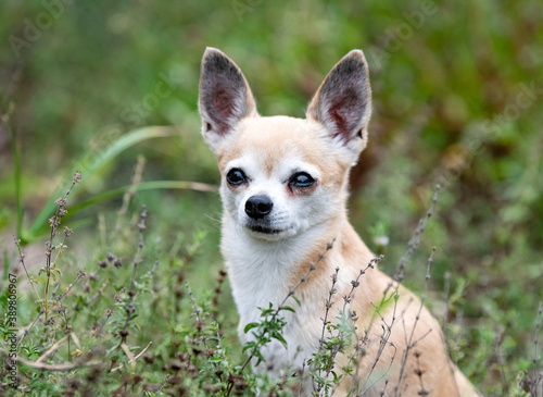 chihuahua in nature