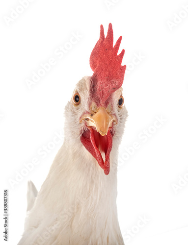 Leghorn chicken in studio