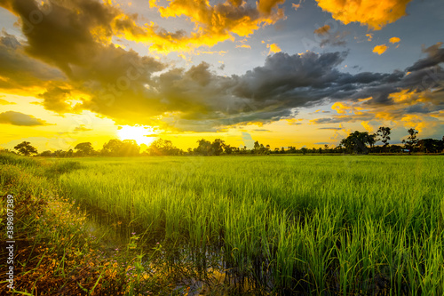 Rice field and sky background at sunset time.