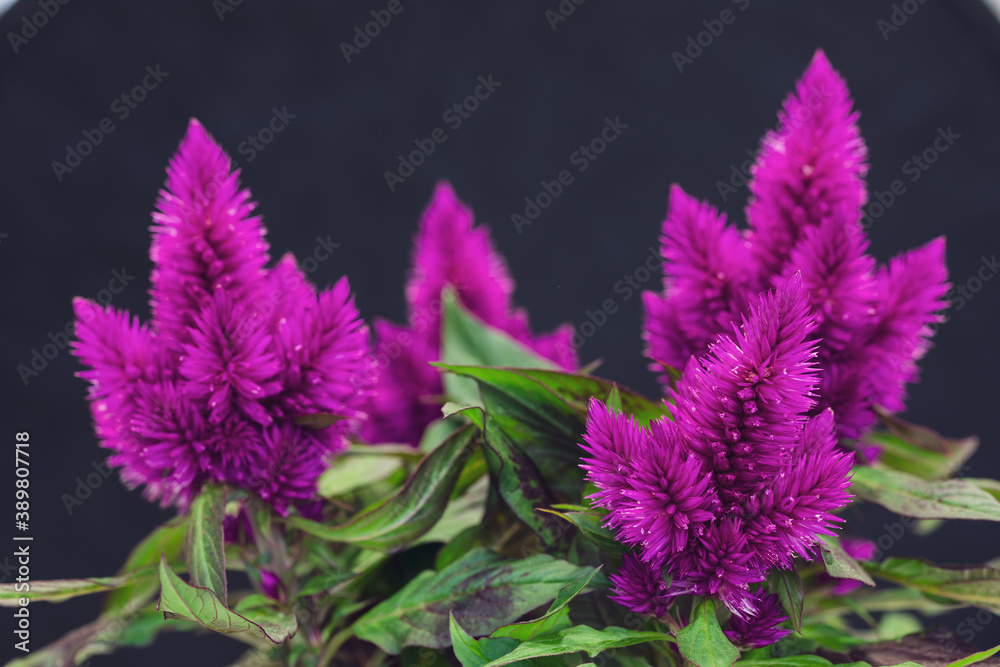 Feathery lattice flower on black background Feathery lattice flower on black background