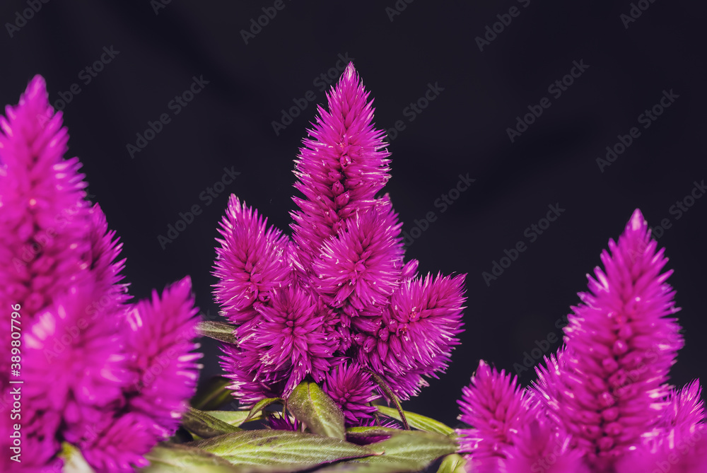 Feathery lattice flower on black background Feathery lattice flower on black background
