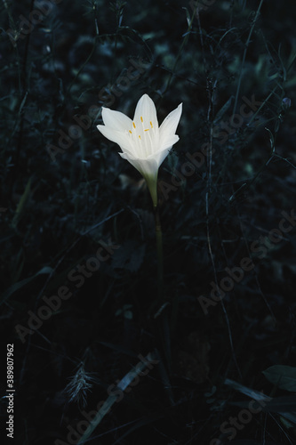 Fantasy-looking Flower in the Wild photo