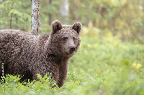 Amazement brown bear standing in boreal forest in Finland