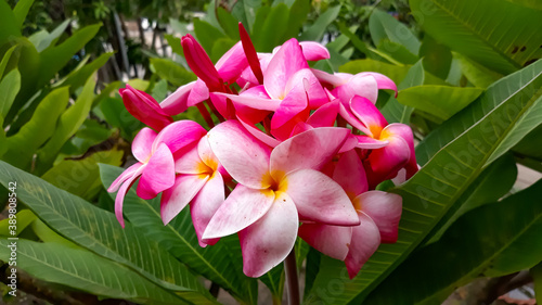 Pink and white plumeria
